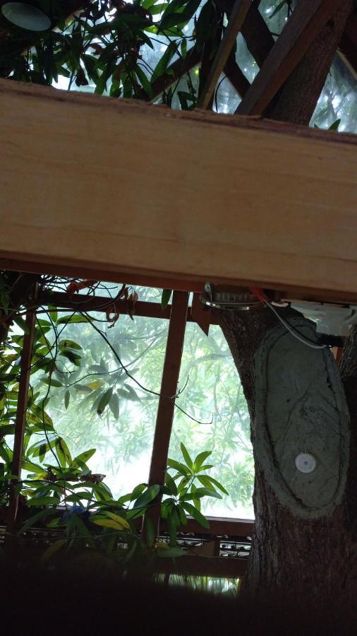 Treehouse Above The Beach Port Antonio Eksteriør bilde